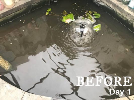 How to Clean Gross Murky Pond Water Fast—without Adding Chemicals