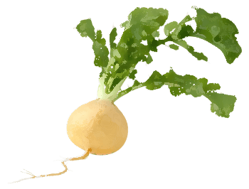 turnip
