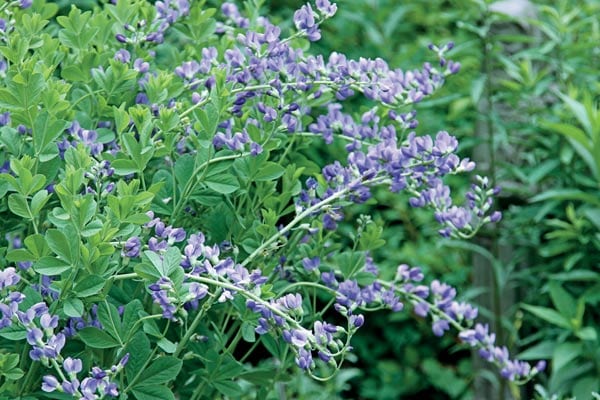 Wild Indigo-Pollinator Friendly Gardening: We know it's important to provide flowers that attract butterflies, but there's another important element that is often overlooked. The baby nursery! Without a place to lay their eggs and nurture their young, we can't have the mature butterflies we love and provide essential pollination for our gardens. Wild Indigo-Pollinator Friendly Gardening: We know it's important to provide flowers that attract butterflies, but there's another important element that is often overlooked. The baby nursery! Without a place to lay their eggs and nurture their young, we can't have the mature butterflies we love and provide essential pollination for our gardens.