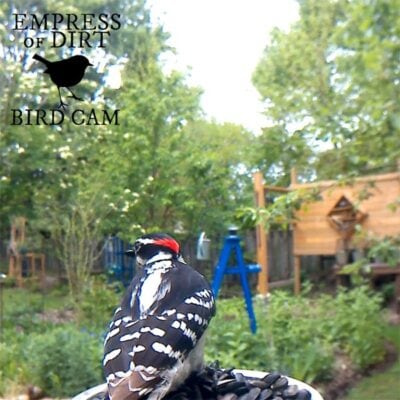 How to Clean Bird Feeders the Right Way — Empress of Dirt